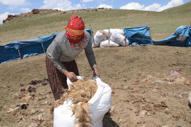 Günde 450 TL’ye koyun kırkıyorlar 12