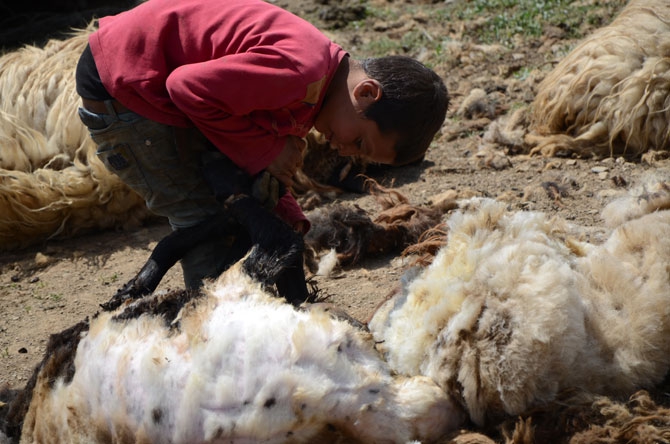 Günde 450 TL’ye koyun kırkıyorlar 13