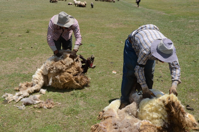 Günde 450 TL’ye koyun kırkıyorlar 14