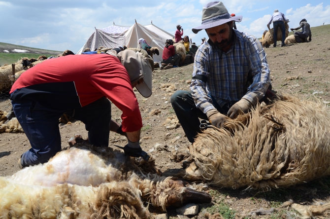 Günde 450 TL’ye koyun kırkıyorlar 15