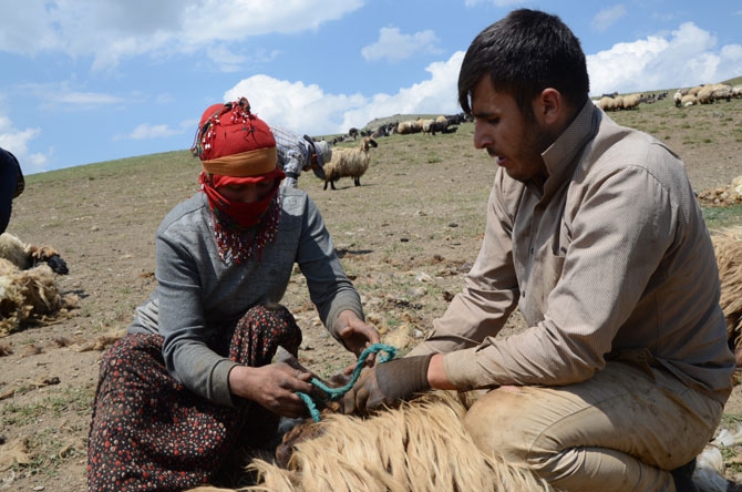 Günde 450 TL’ye koyun kırkıyorlar 16