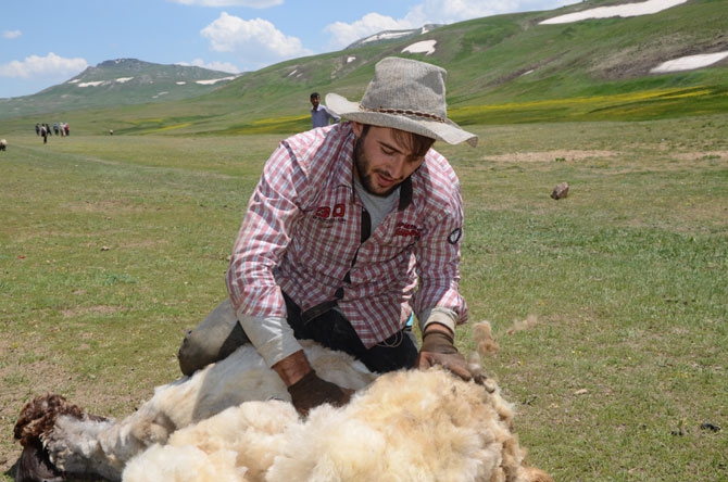 Günde 450 TL’ye koyun kırkıyorlar 17