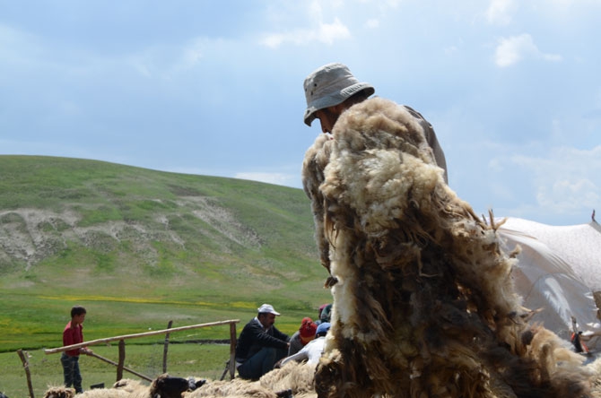 Günde 450 TL’ye koyun kırkıyorlar 19