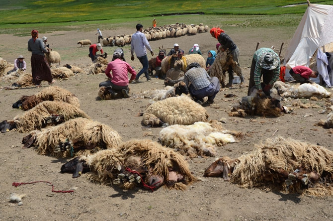 Günde 450 TL’ye koyun kırkıyorlar 2