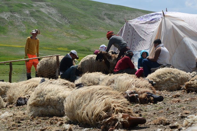Günde 450 TL’ye koyun kırkıyorlar 20