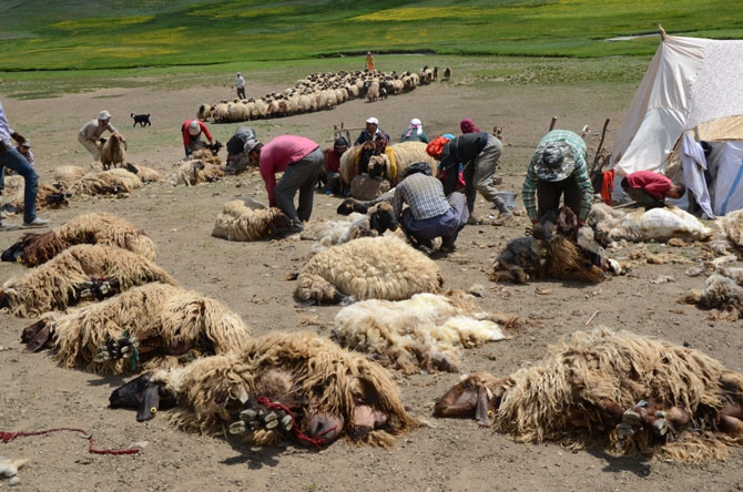 Günde 450 TL’ye koyun kırkıyorlar 21