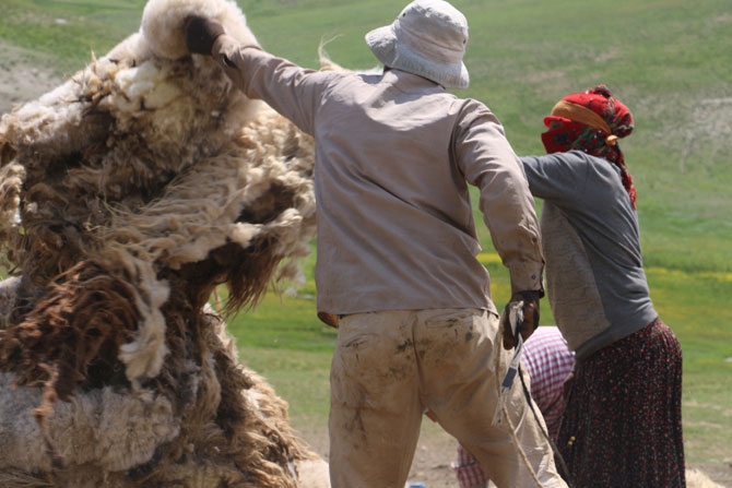 Günde 450 TL’ye koyun kırkıyorlar 22