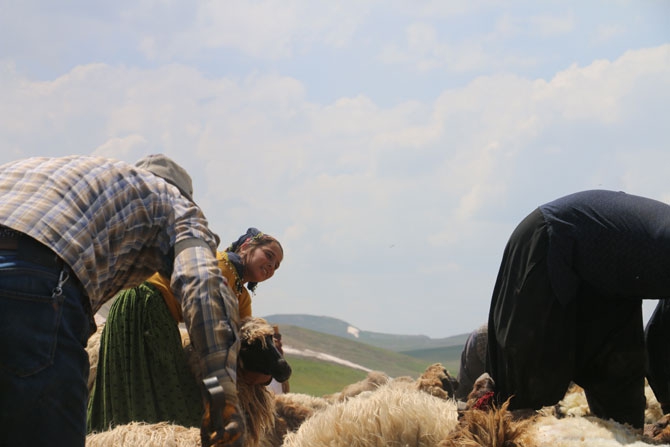 Günde 450 TL’ye koyun kırkıyorlar 23