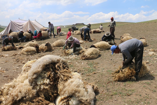 Günde 450 TL’ye koyun kırkıyorlar 24