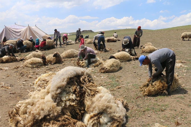 Günde 450 TL’ye koyun kırkıyorlar 25