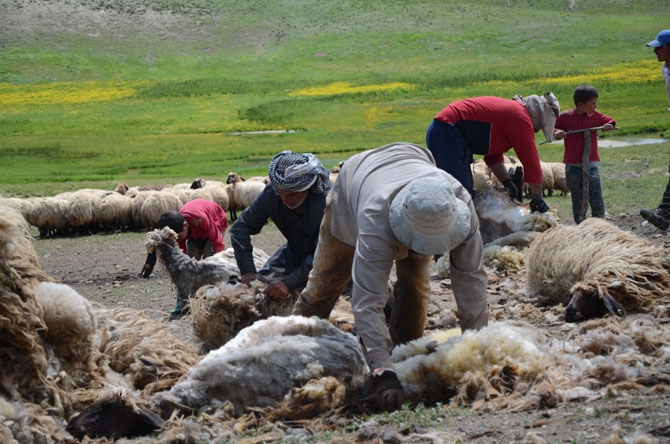 Günde 450 TL’ye koyun kırkıyorlar 3