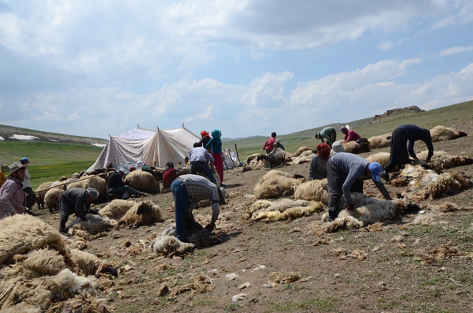 Günde 450 TL’ye koyun kırkıyorlar 4