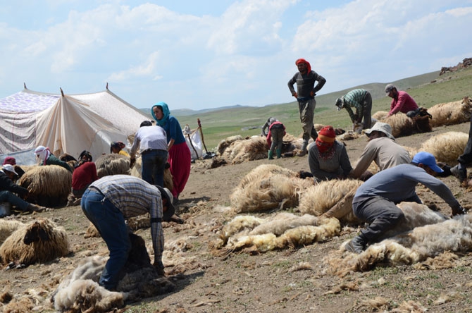Günde 450 TL’ye koyun kırkıyorlar 5