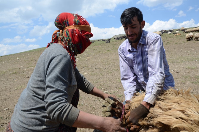 Günde 450 TL’ye koyun kırkıyorlar 6