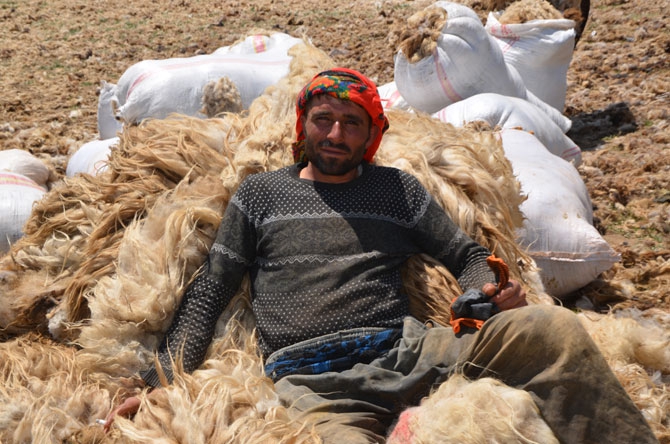 Günde 450 TL’ye koyun kırkıyorlar 8