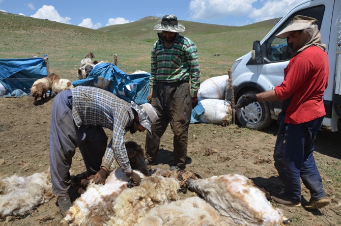 Günde 450 TL’ye koyun kırkıyorlar 9