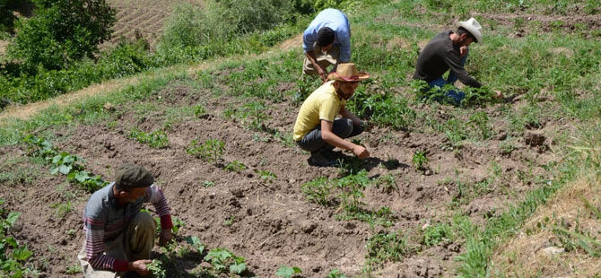 25 yıl sonra döndükleri köylerinde toprağa hayat veriyorlar 1