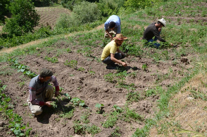 25 yıl sonra döndükleri köylerinde toprağa hayat veriyorlar 19