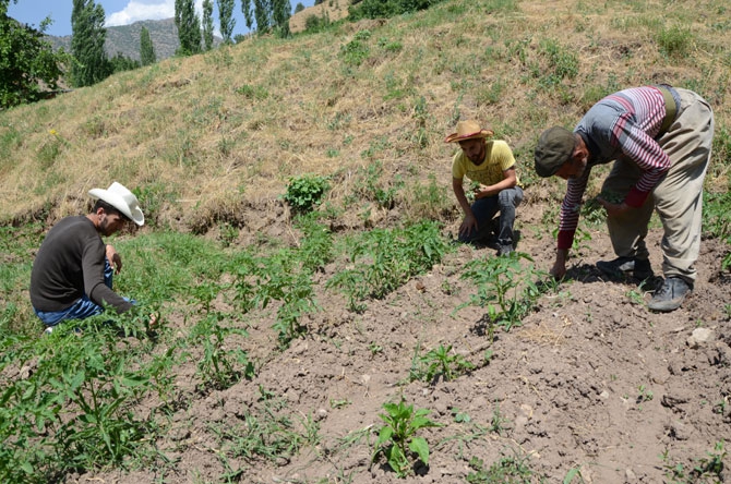 25 yıl sonra döndükleri köylerinde toprağa hayat veriyorlar 25