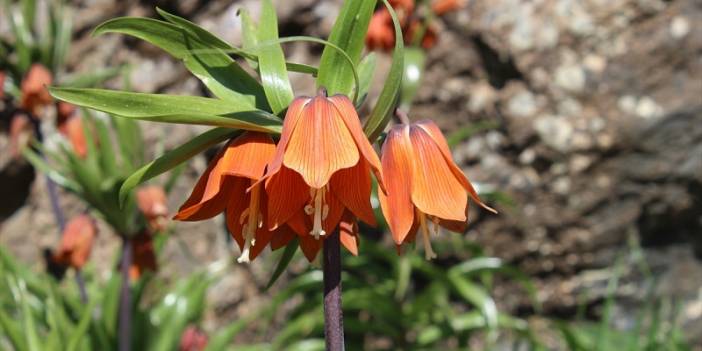 Hakkari dağlarında açan ters laleler görsel şölen sunuyor