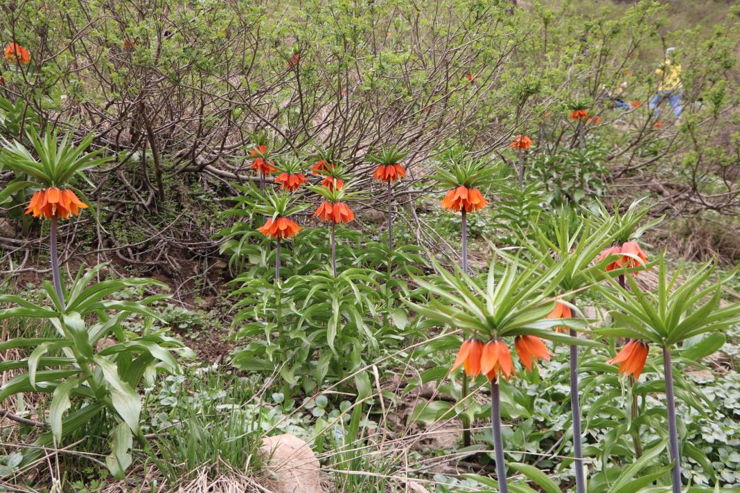 Taylandlı 2 turist, ters laleleri görmek için Hakkari'ye geldi 20