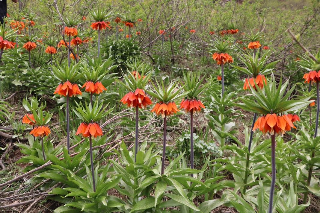 Taylandlı 2 turist, ters laleleri görmek için Hakkari'ye geldi 8