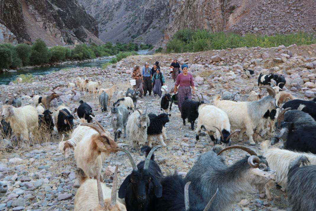 Hakkari'de İlkel salla Zap Deresi'ni geçip, keçilerini sağıyorlar 17