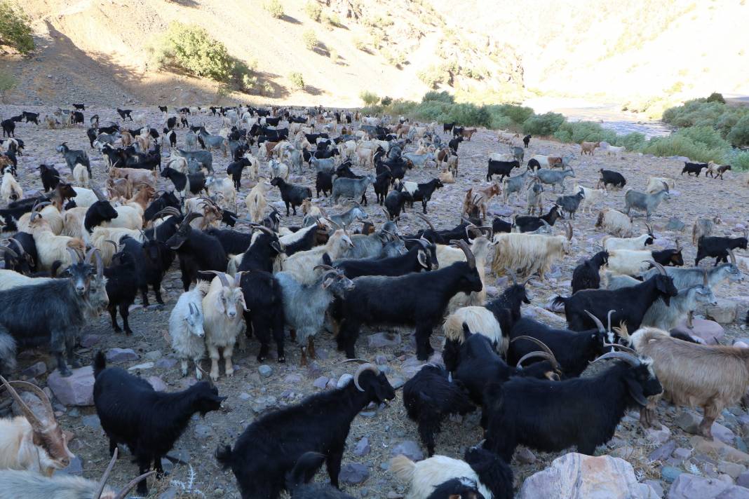 Hakkari'de İlkel salla Zap Deresi'ni geçip, keçilerini sağıyorlar 19