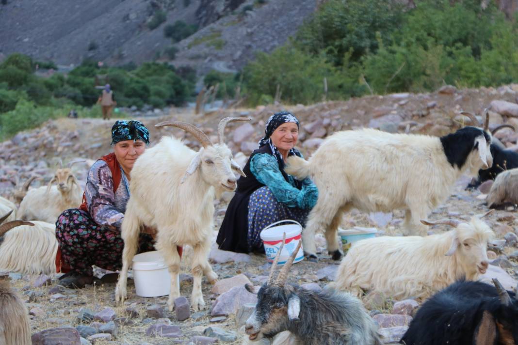 Hakkari'de İlkel salla Zap Deresi'ni geçip, keçilerini sağıyorlar 2