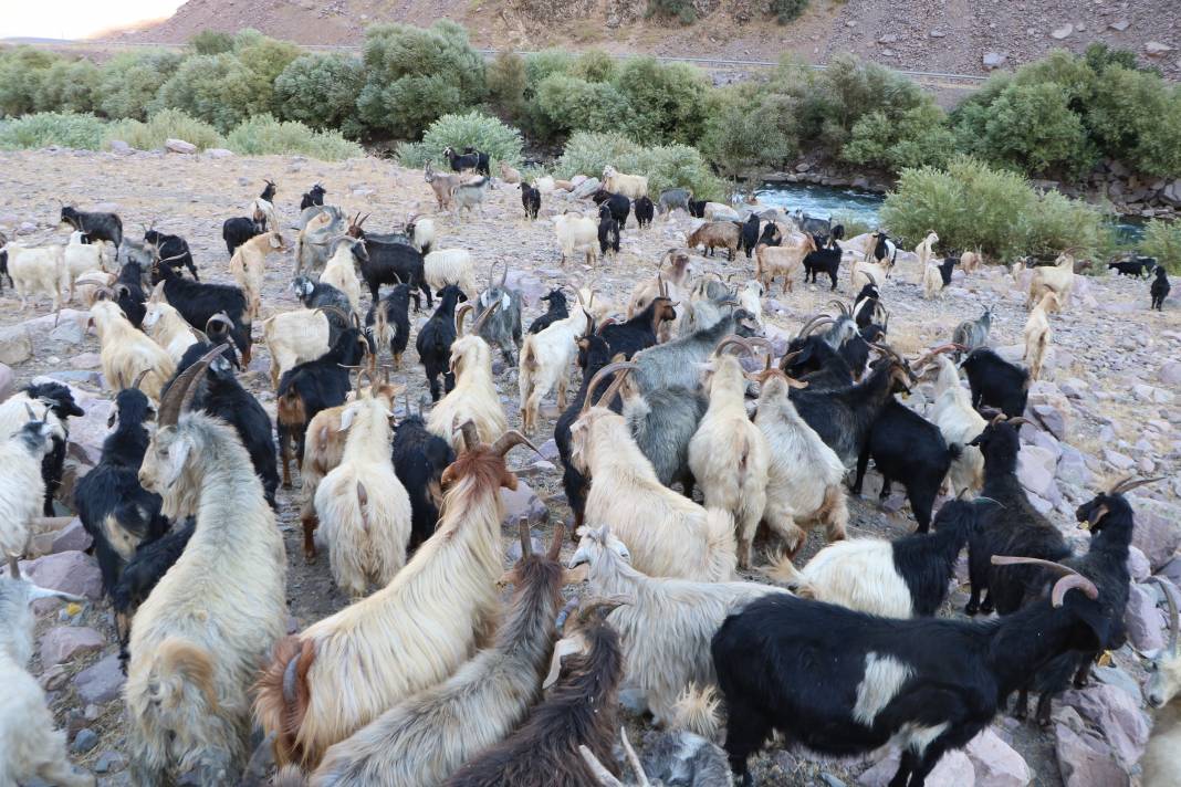 Hakkari'de İlkel salla Zap Deresi'ni geçip, keçilerini sağıyorlar 26