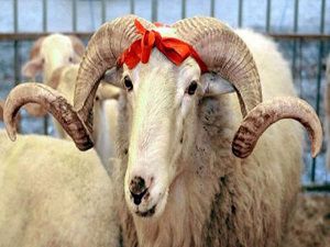 Hakkari Kurban Bayramı mesajları