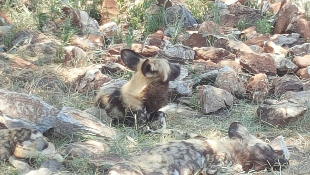 Hakkari dağcıları Afrika safari turuna çıktılar 10