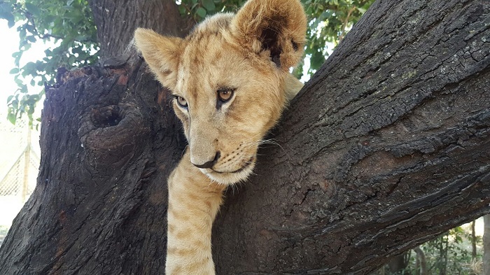 Hakkari dağcıları Afrika safari turuna çıktılar 11