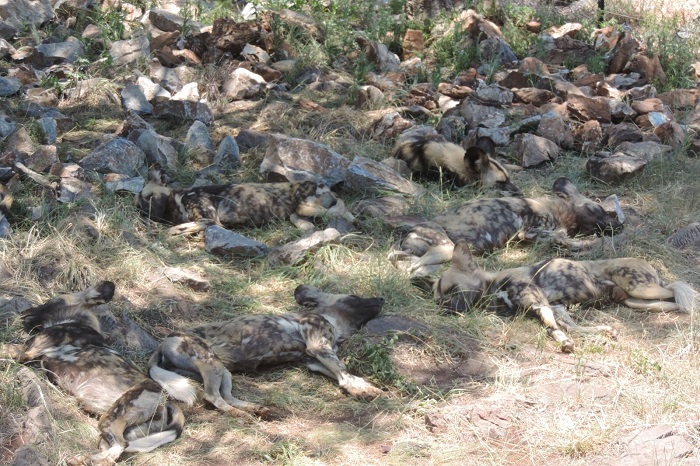 Hakkari dağcıları Afrika safari turuna çıktılar 13