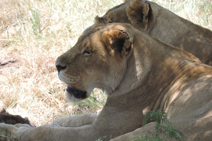 Hakkari dağcıları Afrika safari turuna çıktılar 14