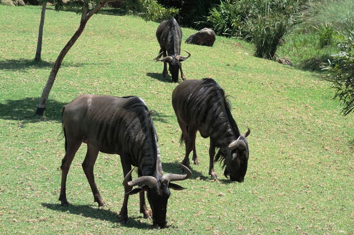 Hakkari dağcıları Afrika safari turuna çıktılar 15