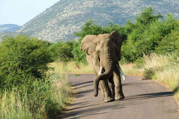 Hakkari dağcıları Afrika safari turuna çıktılar 2