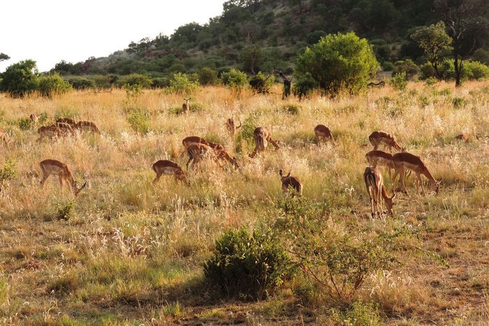 Hakkari dağcıları Afrika safari turuna çıktılar 4
