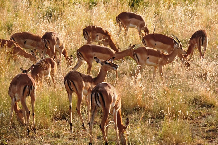 Hakkari dağcıları Afrika safari turuna çıktılar 5