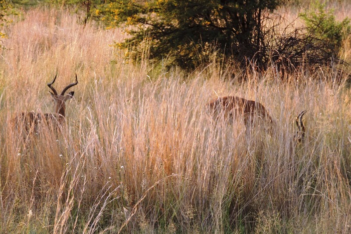 Hakkari dağcıları Afrika safari turuna çıktılar 6