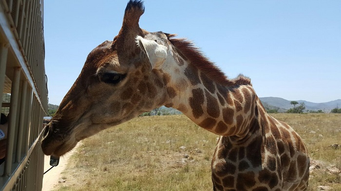 Hakkari dağcıları Afrika safari turuna çıktılar 7