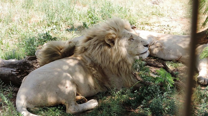 Hakkari dağcıları Afrika safari turuna çıktılar 9