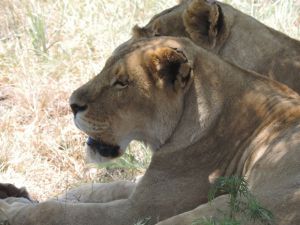 Hakkari dağcıları Afrika safari turuna çıktılar