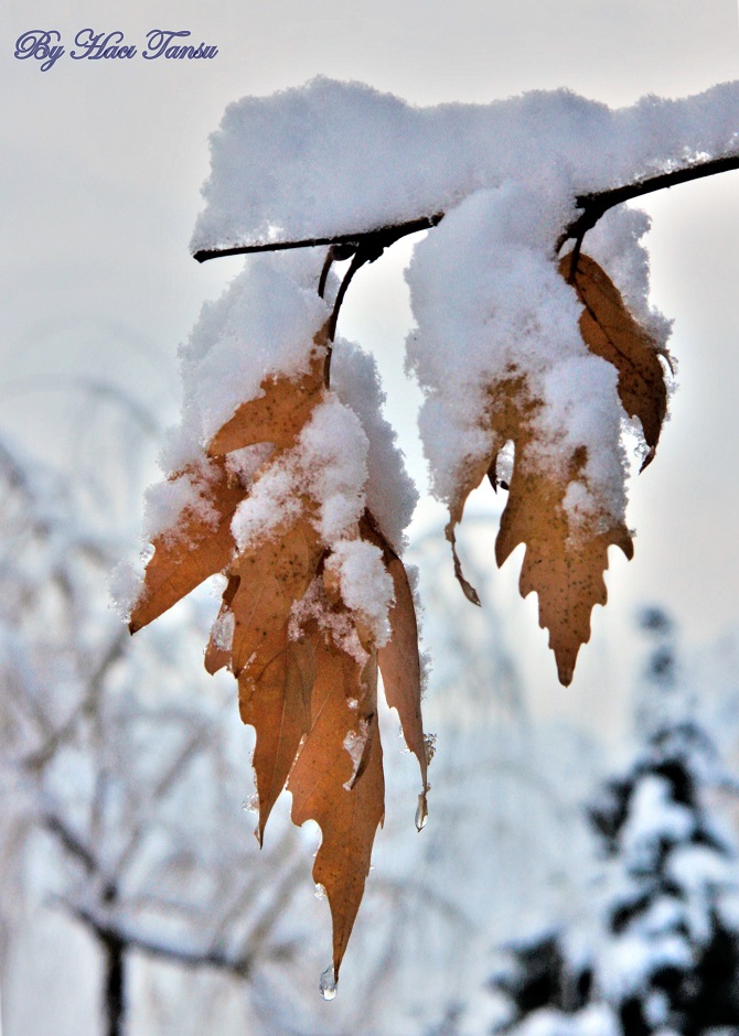 Hacı Tansu Objektifinden Kış Manzaraları 3
