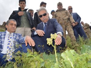 Hakkari'de 2'nci Uçkun Festivali Düzenlendi