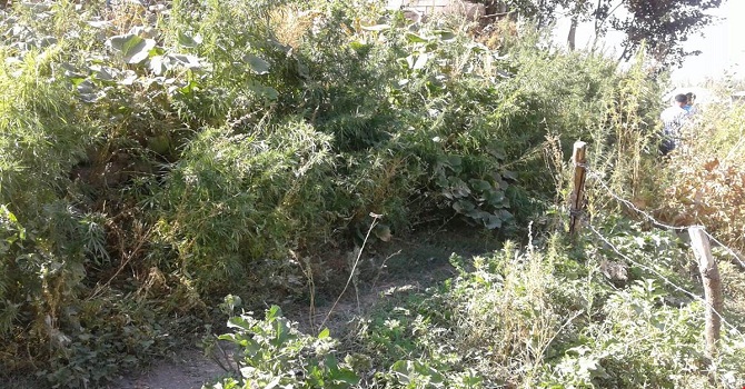 Yüksekova’da 2 bin 315 kök kenevir ele geçirildi!