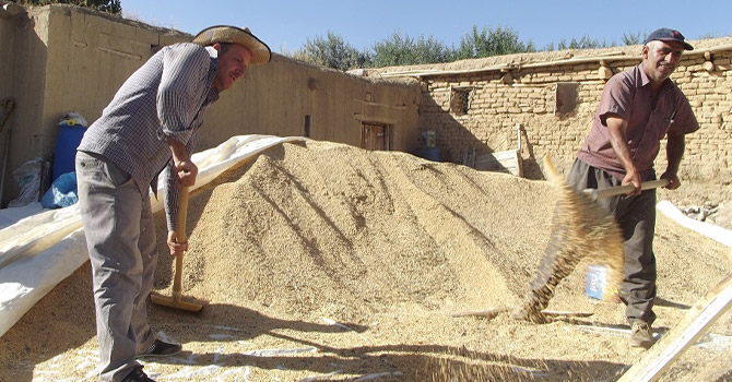 Buğdayda gümrük vergisi sıfırlandı