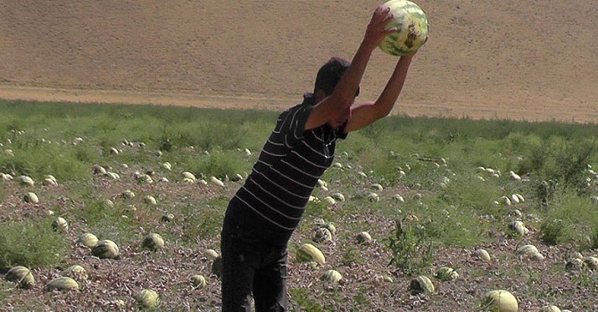 Kuraklık Muş karpuzunu vurdu
