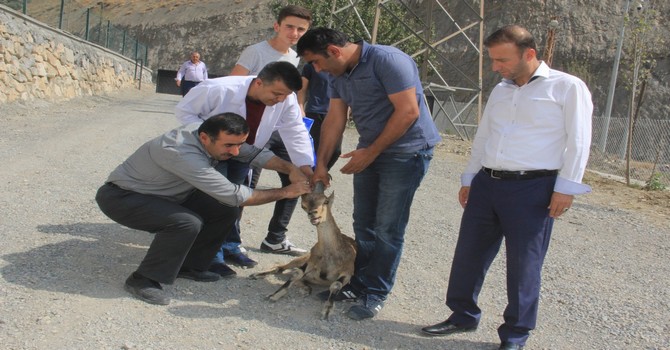Hakkari'de bulunan Dağ keçisi Belediye ekipleri tarafından doğaya bırakıldı