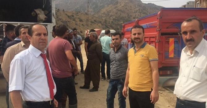 Şemdinli’de 12 besiciye düve dağıtıldı